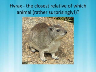 Hyrax - the closest relative of which 
animal (rather surprisingly!)? 
 