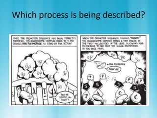 Which process is being described? 
 