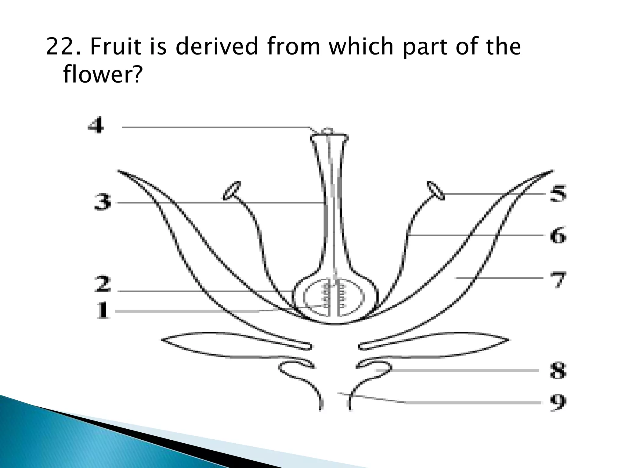 22. Fruit is derived from which part of the
flower?
 