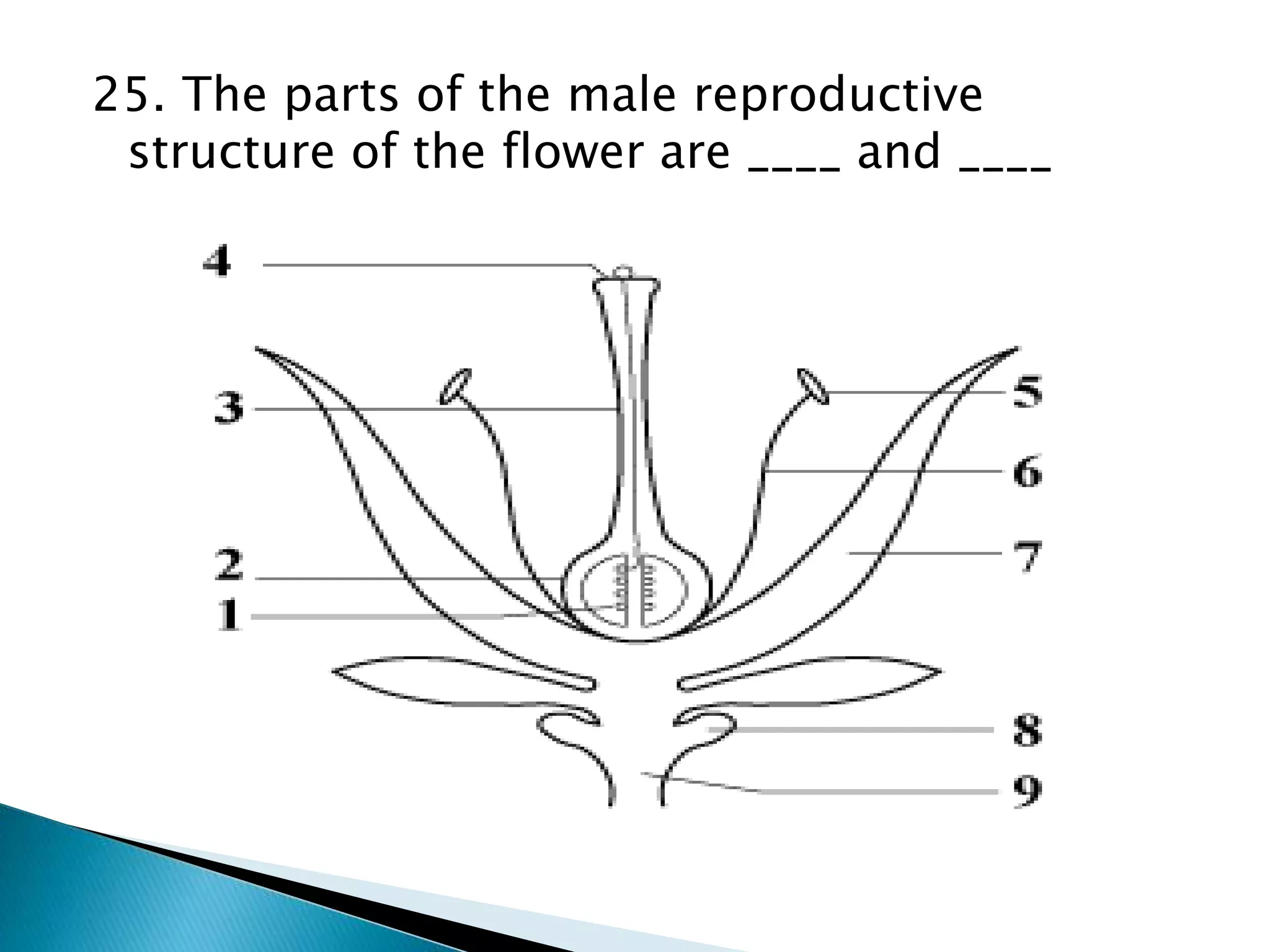 25. The parts of the male reproductive
structure of the flower are ____ and ____
 