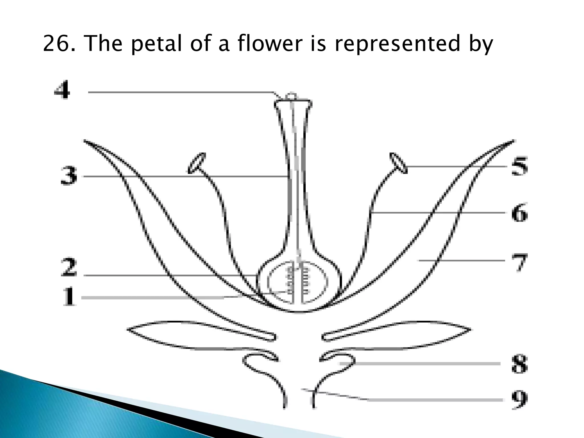 26. The petal of a flower is represented by
 