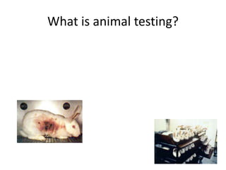 What is animal testing?
 