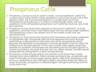 Phosphorus Cycle








Phosphorus can be found on earth in water, soil and sediments. Unlike the
compounds of other matter cycles phosphorus cannot be found in air in the
gaseous state. This is because phosphorus is usually liquid at normal
temperatures and pressures. It is mainly cycling through water, soil and
sediments. In the atmosphere phosphorus can mainly be found as very small
dust particles.
Phosphorus moves slowly from deposits on land and in sediments, to living
organisms, and than much more slowly back into the soil and water sediment.
The phosphorus cycle is the slowest one of the matter cycles that are
described here.
Phosphorus is most commonly found in rock formations and ocean sediments
as phosphate salts. Phosphate salts that are released from rocks through
weathering usually dissolve in soil water and will be absorbed by plants.
Because the quantities of phosphorus in soil are generally small, it is often the
limiting factor for plant growth. That is why humans often apply phosphate
fertilizers on farmland. Phosphates are also limiting factors for plant-growth in
marine ecosystems, because they are not very water-soluble. Animals absorb
phosphates by eating plants or plant-eating animals.
Phosphorus cycles through plants and animals much faster than it does
through rocks and sediments. When animals and plants die, phosphates will
return to the soils or oceans again during decay. After that, phosphorus will
end up in sediments or rock formations again, remaining there for millions of
years. Eventually, phosphorus is released again through weathering and the
cycle starts over.

 