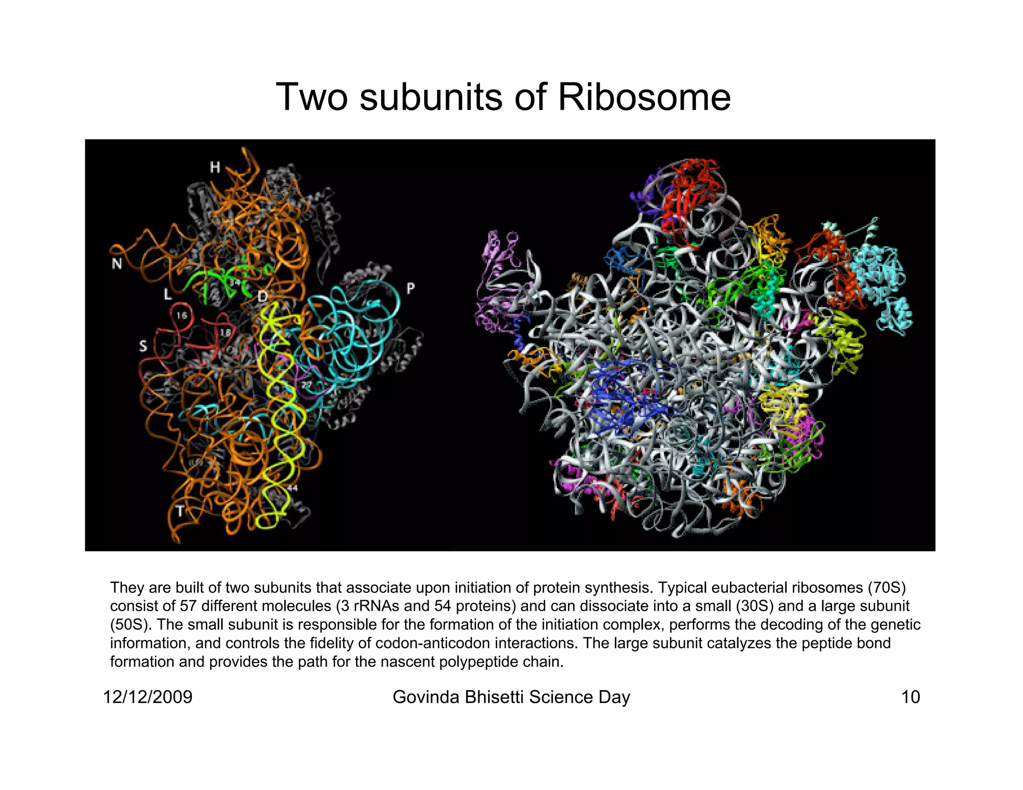 Two subunits of Ribosome




They are built of two subunits that associate upon initiation of protein synthesis. Typical eubacterial ribosomes (70S)
consist of 57 different molecules (3 rRNAs and 54 proteins) and can dissociate into a small (30S) and a large subunit
(50S). The small subunit is responsible for the formation of the initiation complex, performs the decoding of the genetic
information, and controls the fidelity of codon-anticodon interactions. The large subunit catalyzes the peptide bond
formation and provides the path for the nascent polypeptide chain.

12/12/2009                                Govinda Bhisetti Science Day                                               10
 