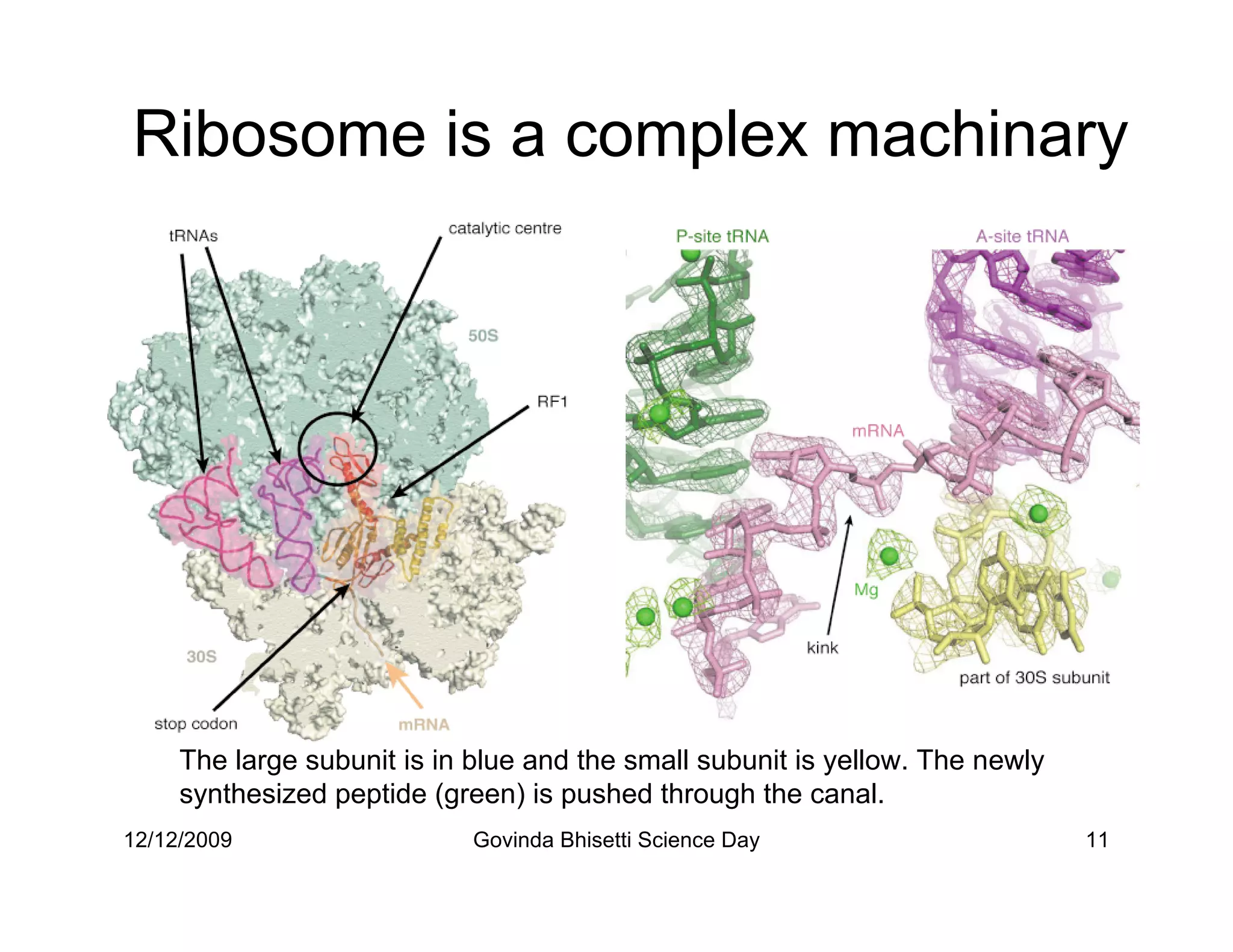 Ribosome is a complex machinary




     The large subunit is in blue and the small subunit is yellow. The newly
     synthesized peptide (green) is pushed through the canal.
12/12/2009                   Govinda Bhisetti Science Day                      11
 