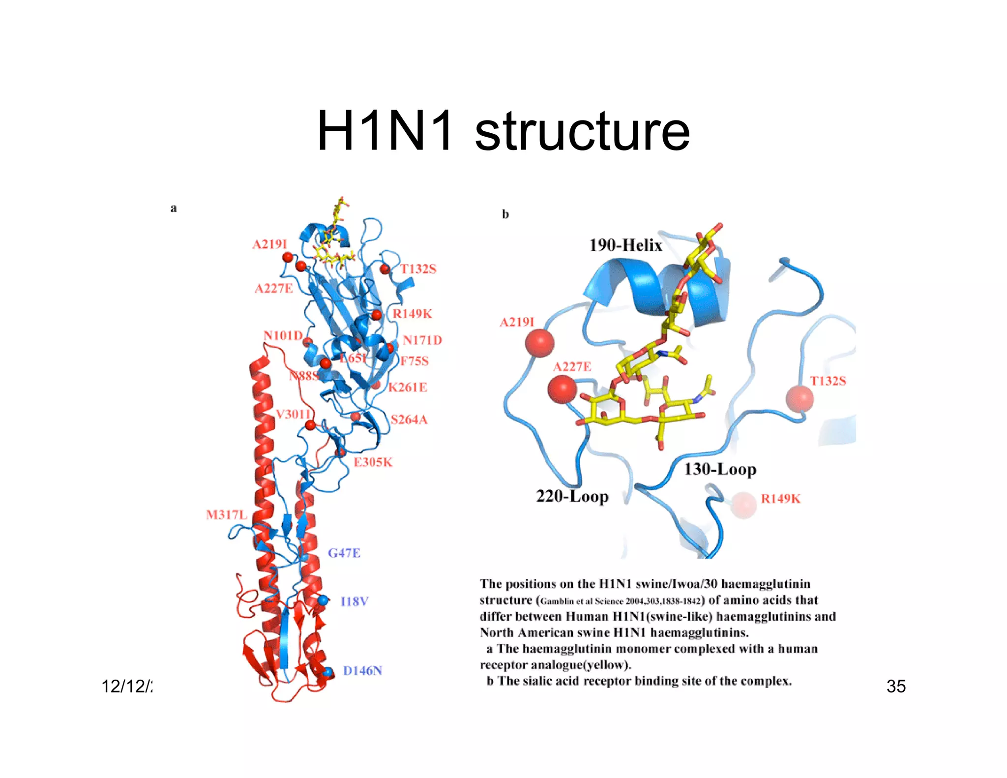 H1N1 structure




12/12/2009     Govinda Bhisetti Science Day   35
 