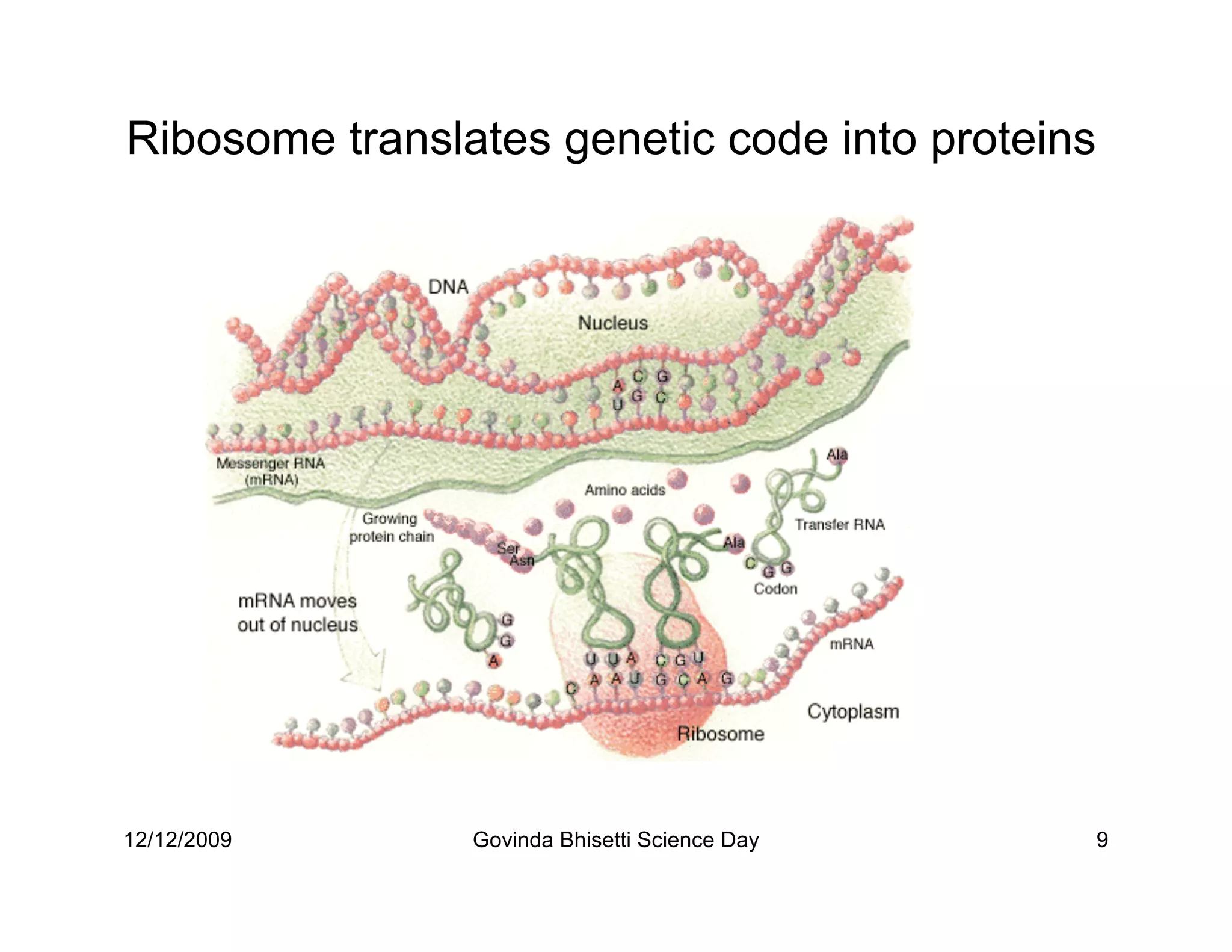 Ribosome translates genetic code into proteins




12/12/2009      Govinda Bhisetti Science Day     9
 