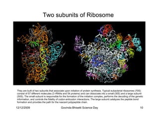 Two subunits of Ribosome




They are built of two subunits that associate upon initiation of protein synthesis. Typical eubacterial ribosomes (70S)
consist of 57 different molecules (3 rRNAs and 54 proteins) and can dissociate into a small (30S) and a large subunit
(50S). The small subunit is responsible for the formation of the initiation complex, performs the decoding of the genetic
information, and controls the fidelity of codon-anticodon interactions. The large subunit catalyzes the peptide bond
formation and provides the path for the nascent polypeptide chain.

12/12/2009                                Govinda Bhisetti Science Day                                               10
 