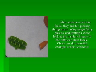 After students tried the foods, they had fun picking things apart, using magnifying glasses, and getting a close look at the insides of many of the different plant foods. Check out the beautiful example of this seed food!