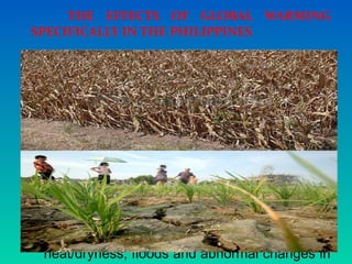 THE EFFECTS OF GLOBAL WARMING
SPECIFICALLY IN THE PHILIPPINES
 CLIMATE AND WEATHER - extreme heat
during
summer and colder during -ber months,
untimely and
stronger typhoons.
 SEA LEVEL RISE - the Philippines have the
risk of being
sunk.
 AGRICULTURE - plants/crops will die due to
extreme
heat/dryness, floods and abnormal changes in
 