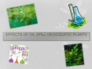 EFFECTS OF OIL SPILL ON ACQUATIC PLANTS
 