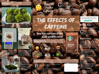 Why we
choose
Caffeine?
C
a
ff
eine is a naturally occurring
compound that can have various
e
ff
ects on plants, including promoting
growth under certain conditions.
Seed Germination: Ca
ff
eine can enhance the
germination of seeds. It has been found to
stimulate the enzymatic activity in seeds, which
can result in faster and more uniform
🤔
The Effects of
Caffeine
How does caffeine affect
plant growth rates?
Conclusion：
B
ased on our discussion, it has been proven that Ca
ff
eine
does a
ff
ect boost plant growth.
When the concentration of ca
ff
eine solution was 0.14, the e
ff
ect on
plants was the greatest, and the growth rate of plants became the
fastest.
Hypothesis：
+ = 🦹
+ =
🪴 or 🥀
🌳
🥱
if：
then：
☕
☕
What does
caffeine have?
C
a
ff
eine is a natural compound that
can help plants grow better by
speeding up seed germination and
boosting chlorophyll production.
Process：
This is a picture of what the plants looked like before the experiment started,
and then we added di
ff
erent concentrations of ca
ff
eine to the six plants. See
if there is a di
ff
erence in the rate of plant growth after a period of time.
We use an electronic scale to measure
how much ground co
ff
ee is needed. We
add the same amount of water (20ml of
water per cup) to di
ff
erent amounts of
ground co
ff
ee, and
fi
nally stir it all
together.
The co
ff
ee
solution is
poured into
marked POTS
of plants, which
help us identify
each plant.
Mix Mix Mix Mix Mix Mix Mix Mix
Mix Mix Mix Mix Mix Mix Mix Mix
Mix Mix Mix Mix Mix Mix Mix Mix
Mix Mix Mix Mix Mix Mix Mix Mix
Mix Mix Mix Mix Mix Mix Mix Mix
Mix Mix Mix Mix Mix Mix Mix Mix
1. Ferguson, Sarah. E
ff
ects of
Ca
ff
eine and Vitamin E on
Wisconsin Fast Plant E
ff
ects of
Ca
ff
eine and Vitamin E on
Wisconsin Fast Plant. 2015.
2. Muratova, Svetlana A., et al.
“The E
ff
ect of Ca
ff
eine in a
Nutrient Medium on
Rhizogenesis of
the Rubus Genus Plants.” BIO
Web of Conferences, vol. 23,
2020, p. 03013,
www.bioconferences.org/
articles/bioconf/full_html/
2020/07/
bioconf_plamic2020_03013/
bioconf_plamic2020_03013.htm
l, https://doi.org/10.1051/
bioconf/20202303013.
Reference:
Nathanael, Li Zhimo
Emily, Fang Xinyan
（0.14, 2.2）
（g/ml）
（cm）
 