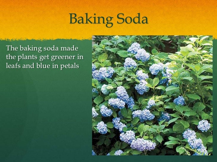 tea bolsas for hydrangeas