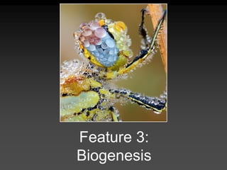 Feature 3:
Biogenesis
 