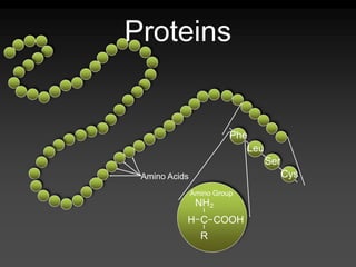 Proteins
Amino Group
NH₂
H C COOH
R
Amino Acids
Phe
Leu
Ser
Cys
 