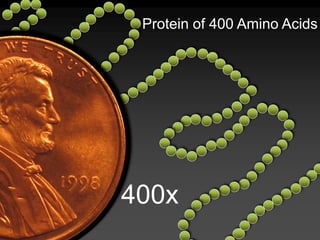 Protein of 400 Amino Acids
400x
 