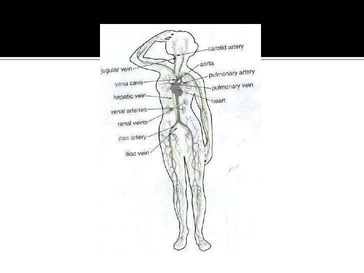 Science flow of blood