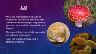 SIZE
• There are macroscopic fungi such as
mushrooms which can be seen with the
naked eye and microscopic fungi such as
yeast and mucor which measure 10 μm –
100 μm.
• Microscopic fungi can only be seen with
the help of a microscope.
• Fungi like mucor normally exist in
colonies or groups.
 
