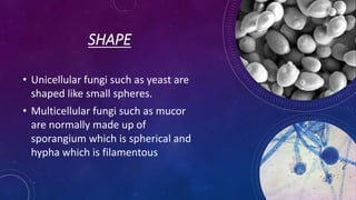 SHAPE
• Unicellular fungi such as yeast are
shaped like small spheres.
• Multicellular fungi such as mucor
are normally made up of
sporangium which is spherical and
hypha which is filamentous
 
