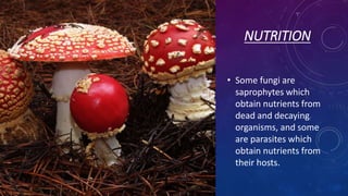 NUTRITION
• Some fungi are
saprophytes which
obtain nutrients from
dead and decaying
organisms, and some
are parasites which
obtain nutrients from
their hosts.
 