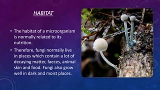 HABITAT
• The habitat of a microorganism
is normally related to its
nutrition.
• Therefore, fungi normally live
in places which contain a lot of
decaying matter, faeces, animal
skin and food. Fungi also grow
well in dark and moist places.
 
