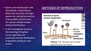 METHODS OF REPRODUCTION
• Spores are microscopic cells
released by a sporangium.
When the very fine and light
spores are carried by wind to
a favourable environment,
the spores will germinate
without fertilisation.
• In the conjugation process,
the meeting of hyphae
occurs, gametes are
produced and the fertilisation
of gametes produces new
mucor.
 
