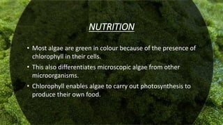 NUTRITION
• Most algae are green in colour because of the presence of
chlorophyll in their cells.
• This also differentiates microscopic algae from other
microorganisms.
• Chlorophyll enables algae to carry out photosynthesis to
produce their own food.
 