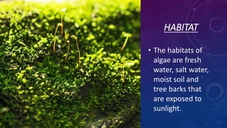 HABITAT
• The habitats of
algae are fresh
water, salt water,
moist soil and
tree barks that
are exposed to
sunlight.
 