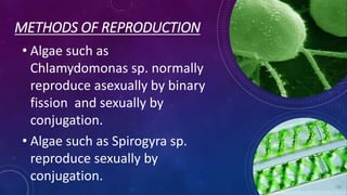 METHODS OF REPRODUCTION
• Algae such as
Chlamydomonas sp. normally
reproduce asexually by binary
fission and sexually by
conjugation.
• Algae such as Spirogyra sp.
reproduce sexually by
conjugation.
 
