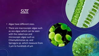 SIZE
• Algae have different sizes.
• There are macroscopic algae such
as sea algae which can be seen
with the naked eye and
microscopic algae such as
Chlamydomonas sp. and
Spirogyra sp. which measure from
1 μm to hundreds of μm
 