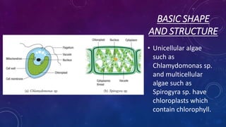 BASIC SHAPE
AND STRUCTURE
• Unicellular algae
such as
Chlamydomonas sp.
and multicellular
algae such as
Spirogyra sp. have
chloroplasts which
contain chlorophyll.
 