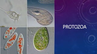 PROTOZOA
 