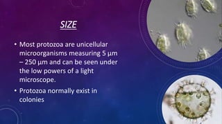 SIZE
• Most protozoa are unicellular
microorganisms measuring 5 μm
– 250 μm and can be seen under
the low powers of a light
microscope.
• Protozoa normally exist in
colonies
 