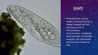 SHAPE
• Protozoa have various
shapes. Paramecium sp. is
slipper-shaped and has
structures such as
micronucleus,
macronucleus, cytoplasm,
food vacuoles, contractile
vacuoles, cell membrane
and tiny hairs known as
cilia.
 