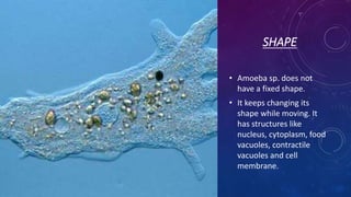 SHAPE
• Amoeba sp. does not
have a fixed shape.
• It keeps changing its
shape while moving. It
has structures like
nucleus, cytoplasm, food
vacuoles, contractile
vacuoles and cell
membrane.
 