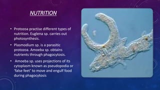 NUTRITION
• Protozoa practise different types of
nutrition. Euglena sp. carries out
photosynthesis.
• Plasmodium sp. is a parasitic
protozoa. Amoeba sp. obtains
nutrients through phagocytosis.
• Amoeba sp. uses projections of its
cytoplasm known as pseudopodia or
‘false feet’ to move and engulf food
during phagocytosis
 