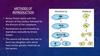 METHODS OF
REPRODUCTION
• Binary fission starts with the
division of the nucleus followed by
the division of the cytoplasm.
• Paramecium sp.and Amoeba sp.
reproduce asexually by binary
fission.
• The parent cell divides into two to
form two daughter cells which
have similar genetic materials as
the parent..
 