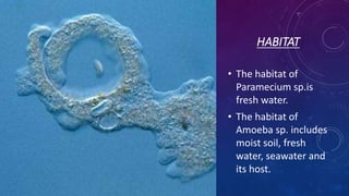 HABITAT
• The habitat of
Paramecium sp.is
fresh water.
• The habitat of
Amoeba sp. includes
moist soil, fresh
water, seawater and
its host.
 