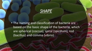 SHAPE
• The naming and classification of bacteria are
based on the basic shape of the bacteria, which
are spherical (coccus), spiral (spirillum), rod
(bacillus) and comma (vibrio)
 