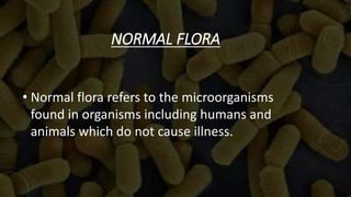 NORMAL FLORA
• Normal flora refers to the microorganisms
found in organisms including humans and
animals which do not cause illness.
 