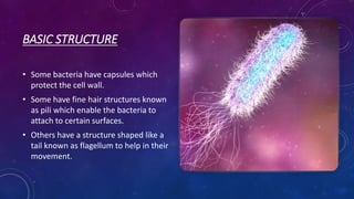 BASIC STRUCTURE
• Some bacteria have capsules which
protect the cell wall.
• Some have fine hair structures known
as pili which enable the bacteria to
attach to certain surfaces.
• Others have a structure shaped like a
tail known as flagellum to help in their
movement.
 