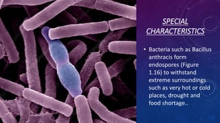 SPECIAL
CHARACTERISTICS
• Bacteria such as Bacillus
anthracis form
endospores (Figure
1.16) to withstand
extreme surroundings
such as very hot or cold
places, drought and
food shortage..
 