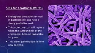 SPECIAL CHARACTERISTICS
• Endospores are spores formed
in bacterial cells and have a
strong protective coat.
• This protective coat will rupture
when the surroundings of the
endospores become favourable
for growth.
• This allows germination to form
new bacteria.
 