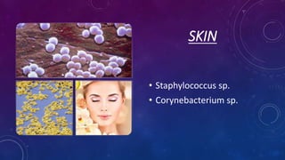 SKIN
• Staphylococcus sp.
• Corynebacterium sp.
 