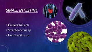 SMALL INTESTINE
• Escherichia coli
• Streptococcus sp.
• Lactobacillus sp.
 