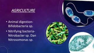 AGRICULTURE
• Animal digestion-
Bifidobacteria sp.
• Nitrifying bacteria-
Nitrobacter sp. Dan
Nitrosomonas sp.
 