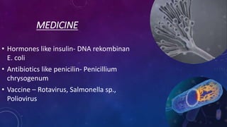 MEDICINE
• Hormones like insulin- DNA rekombinan
E. coli
• Antibiotics like penicilin- Penicillium
chrysogenum
• Vaccine – Rotavirus, Salmonella sp.,
Poliovirus
 