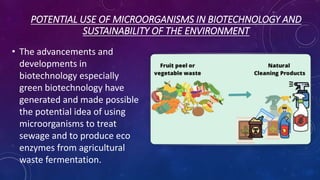 POTENTIAL USE OF MICROORGANISMS IN BIOTECHNOLOGY AND
SUSTAINABILITY OF THE ENVIRONMENT
• The advancements and
developments in
biotechnology especially
green biotechnology have
generated and made possible
the potential idea of using
microorganisms to treat
sewage and to produce eco
enzymes from agricultural
waste fermentation.
 