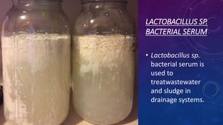 LACTOBACILLUS SP.
BACTERIAL SERUM
• Lactobacillus sp.
bacterial serum is
used to
treatwastewater
and sludge in
drainage systems.
 