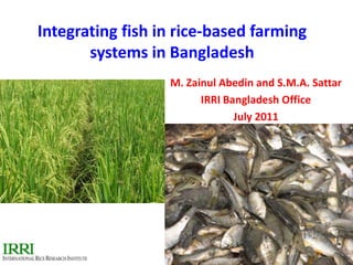 Integrating fish in rice-based farming systems in Bangladesh M. Zainul Abedin and S.M.A. Sattar IRRI Bangladesh Office July 2011 